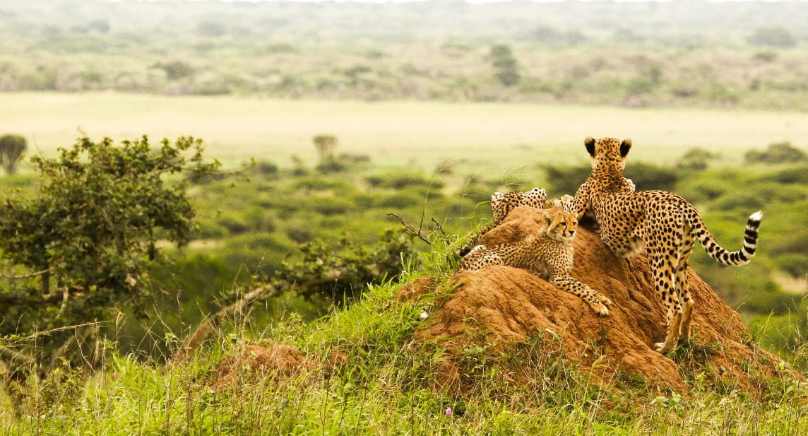 Muslim-Friendly African Safaris